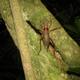 Image for article titled Weekend Nightmare Fuel: The Biggest Crawling Animals on Earth